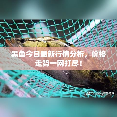 黑魚今日最新行情分析，價格走勢一網(wǎng)打盡！