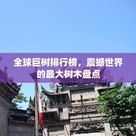全球巨樹排行榜，震撼世界的最大樹木盤點