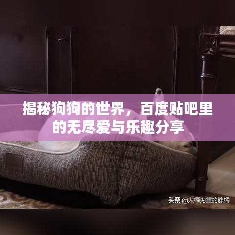 揭秘狗狗的世界，百度貼吧里的無盡愛與樂趣分享