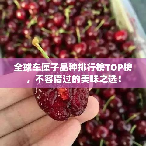 全球車?yán)遄悠贩N排行榜TOP榜，不容錯(cuò)過的美味之選！