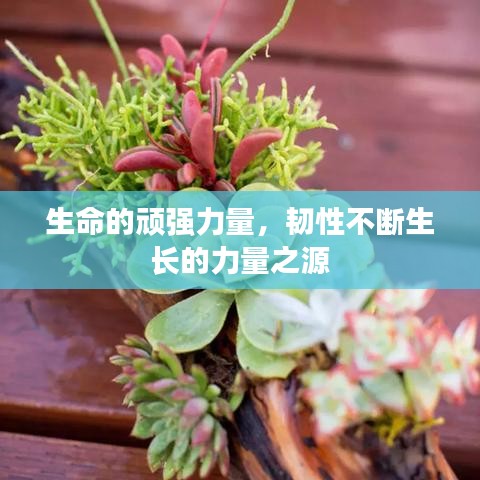 生命的頑強力量，韌性不斷生長的力量之源