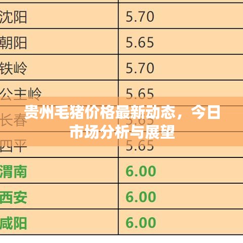 貴州毛豬價格最新動態(tài)，今日市場分析與展望