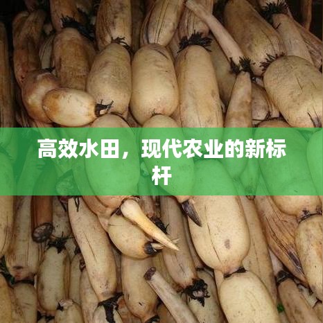 高效水田，現(xiàn)代農(nóng)業(yè)的新標(biāo)桿