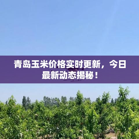 青島玉米價(jià)格實(shí)時(shí)更新，今日最新動態(tài)揭秘！